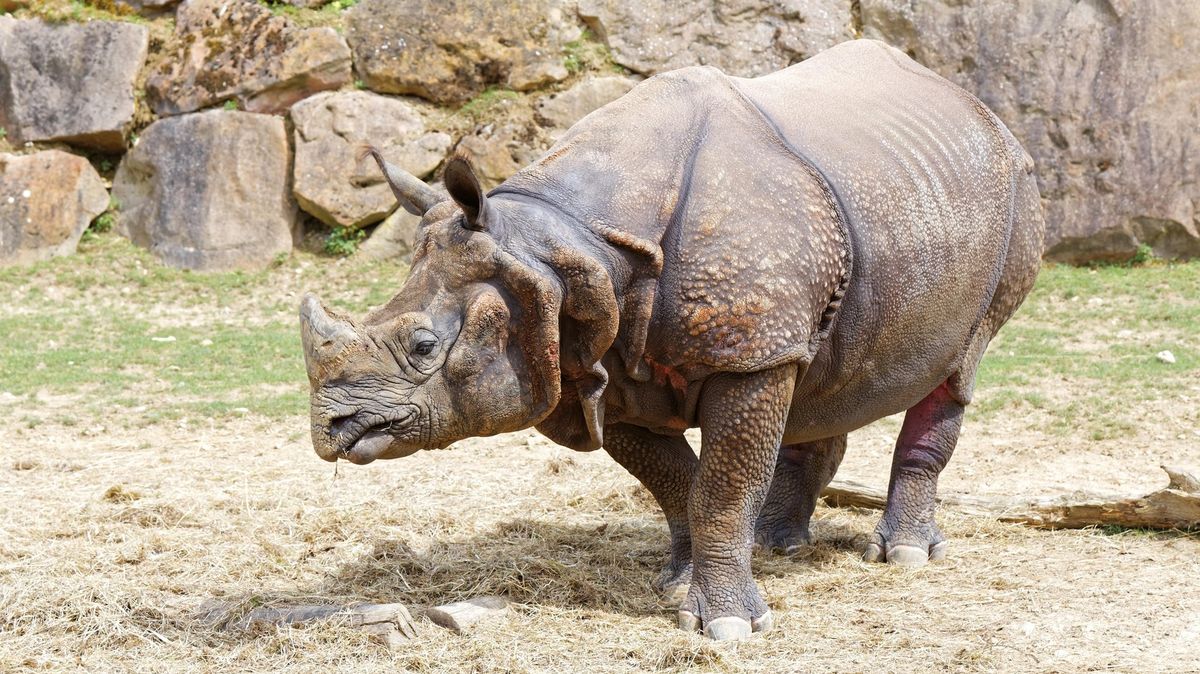 V Indonésii spatřili mládě vzácného nosorožce jávského